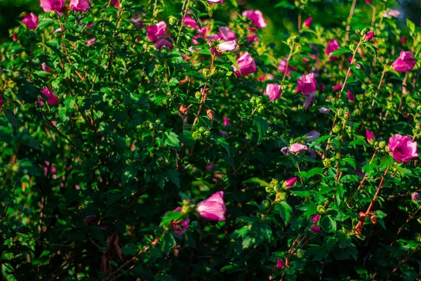 Bunter Garten Mit Exotischen Und Schönen Blumen — Stockfoto