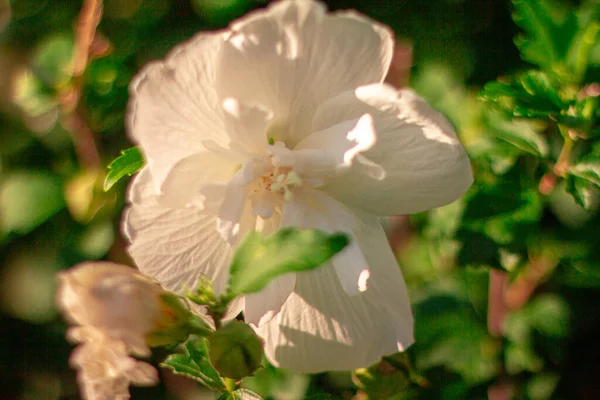 Jardim Multicolorido Flores Exóticas Bonitas — Fotografia de Stock