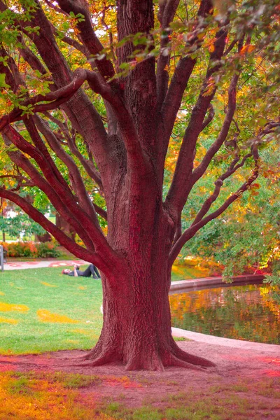 trees in the autumn season, change of leaves