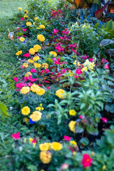 Warna Warni Taman Bunga Eksotis Dan Indah — Stok Foto