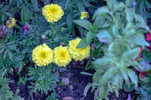 Flerfärgad Trädgård Exotiska Och Vackra Blommor — Stockfoto