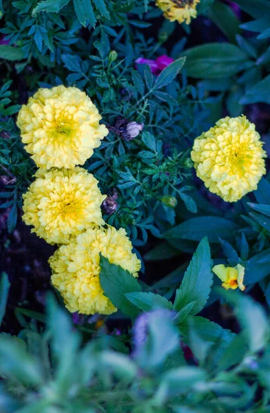 Flerfärgad Trädgård Exotiska Och Vackra Blommor — Stockfoto