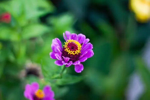 Flerfärgad Trädgård Exotiska Och Vackra Blommor — Stockfoto