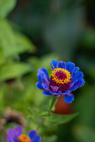 Flerfärgad Trädgård Exotiska Och Vackra Blommor — Stockfoto