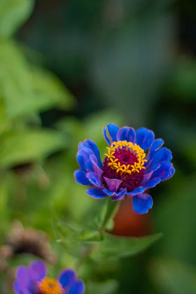 五彩缤纷的花园 开着奇异美丽的花朵 — 图库照片