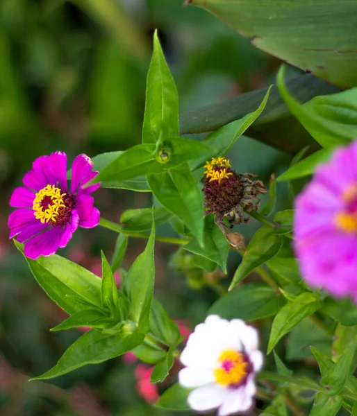 Flerfärgad Trädgård Exotiska Och Vackra Blommor — Stockfoto