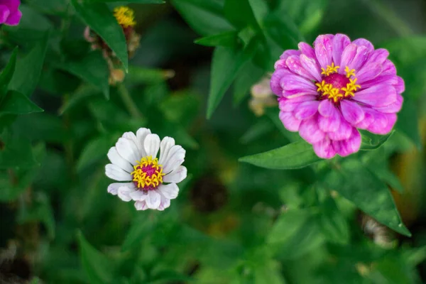 Flerfärgad Trädgård Exotiska Och Vackra Blommor — Stockfoto