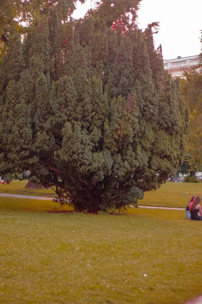 Açık hava parkı, yeşil ağaçlar ve çimenler