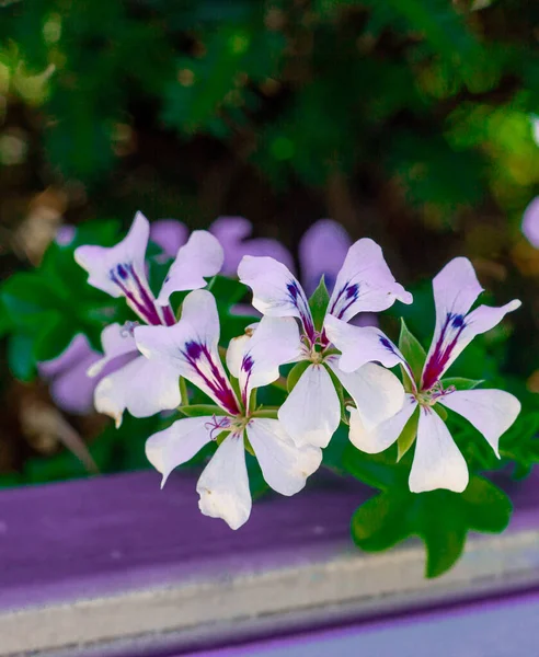 Wild White Flower Purple Blue Center — Stock Photo, Image