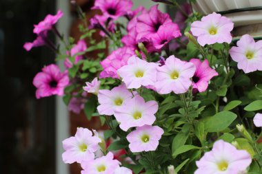 varicoloured Petunya