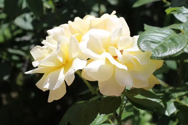 Rosas amarelas — Fotografia de Stock