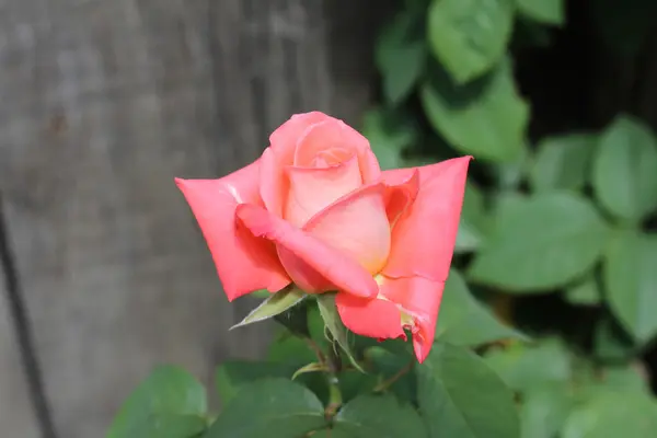 Pink rose — Stock Photo, Image