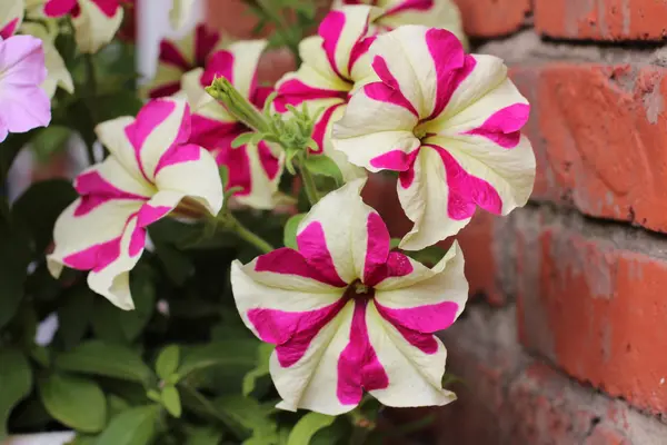 Petunia di Tabby — Foto Stock