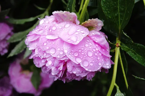 Peonia rosa — Foto Stock