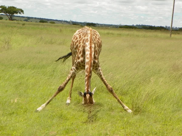 Alimentation girafe au Zimbabwe — Photo