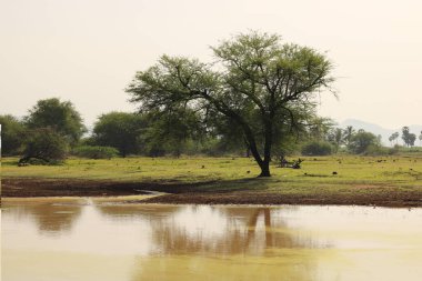 Yalnız bir Prosopis babunu Hindistan 'daki küçük bir akvaryumda ya da Tamilnadu gölünde tarım için bir su depolamak için.