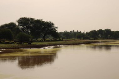 Hindistan 'da Prosopis ağacıyla tarım için iyi bir su depolamak için büyük bir tank ya da gölet.