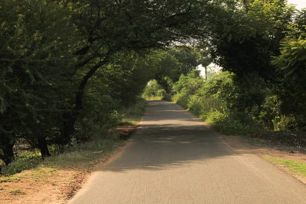 Ormanda yürümek ya da egzersiz yapmak için boş bir yol.