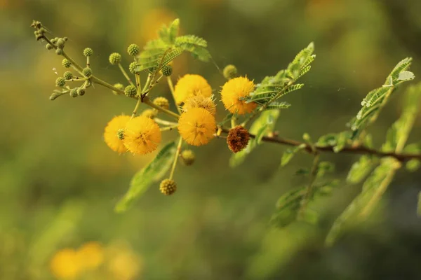 Bir Vachellia nilotica sarımsı çiçeği