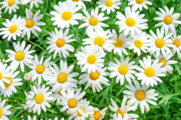 Daisy — Stock Photo, Image