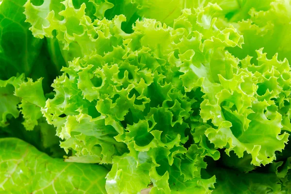 Lettuce — Stock Photo, Image