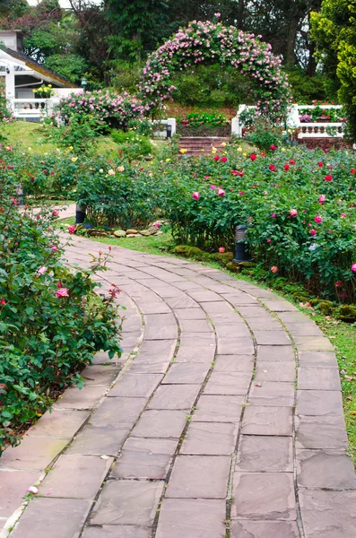 Jardín de rosas — Foto de Stock