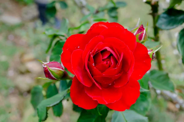 Rose diseases Stock Photos, Royalty Free Rose diseases Images