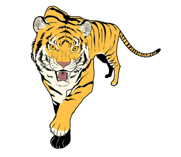 Tigre Illustration Couleur Aboiement Avant — Image vectorielle