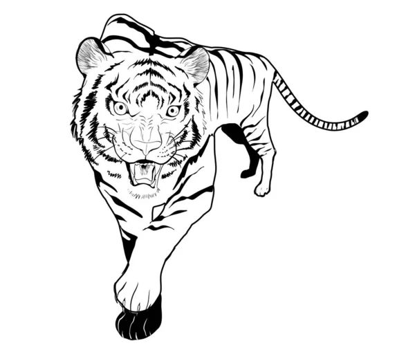 Ilustracja Tygrysa Monochromatyczne Szczekanie Przodu — Wektor stockowy