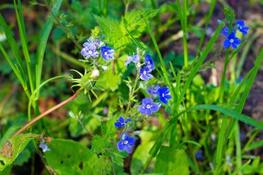 Narin mavi bahçe çiçekleri