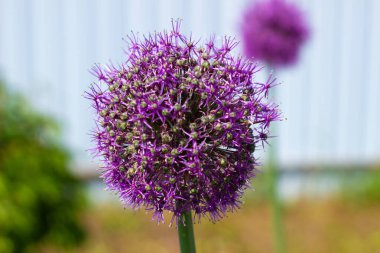 Icelandic onion blooming in the garden
