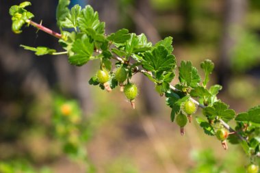 Bektaşi üzümü çilek dal