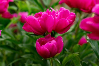 Two beautiful Peony flowers