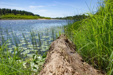 Quiet river with water lilies