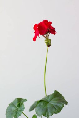 Beyaz bir arka planda Sardunya