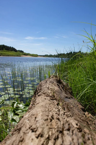 Beautiful view of the river in water lilies