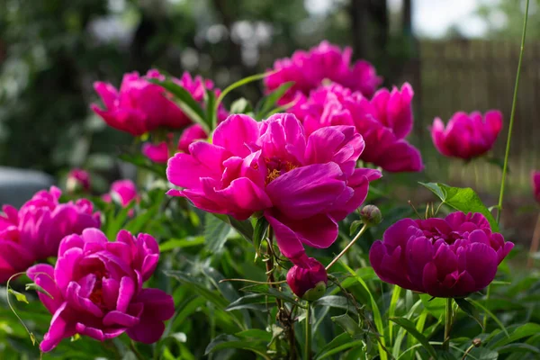 Flores Peonía Roja Jardín —  Fotos de Stock