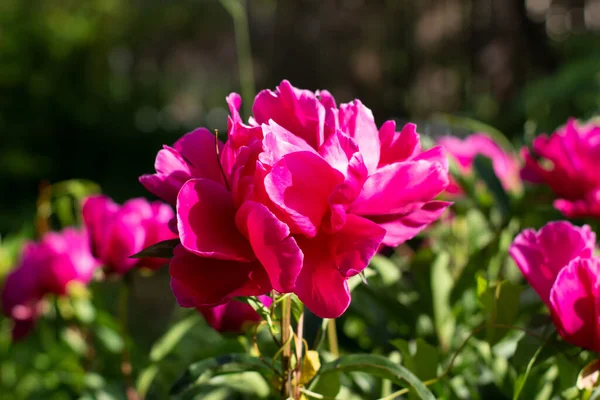 Beautiful Scarlet Peony Flower —  Fotos de Stock