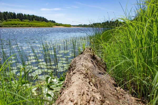 Quiet river with water lilies