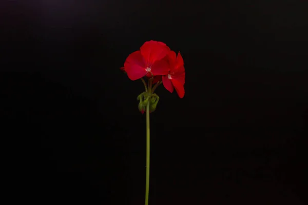 Mooie Geranium Bloem Zwarte Achtergrond — Stockfoto