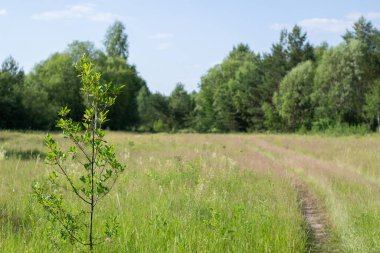 A young tree near the forest road
