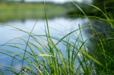 Coastal grass by a quiet river