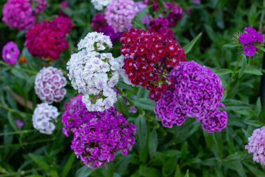 Yaz bahçesinde Türk karanfili çalısı