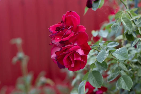 Duas Belas Rosas Jardim — Fotografia de Stock