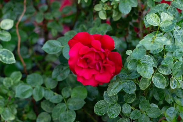 Una Hermosa Rosa Jardín Verano —  Fotos de Stock