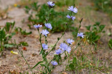 Çimlerde açık mavi hindiba çiçeği
