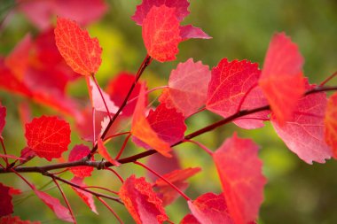 Sonbaharda kırmızı yapraklar