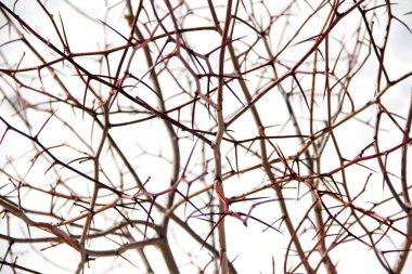 Dikenli dikenli dallar. Beyaz arka planda izole edilmiş dikenli akasya dalları var. Dikenli çelenk konsepti. tehlike