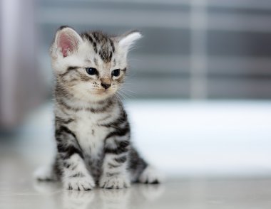 Şirin Amerikalı stenografi kedi yavru kedi