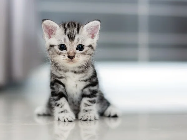 Cute Amerikaanse korthaar kat kitten — Stockfoto